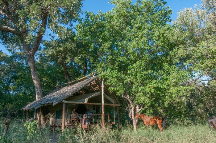 Best of Botswana - Kombi-Reitsafari Tuli und Okavango Accomodation
