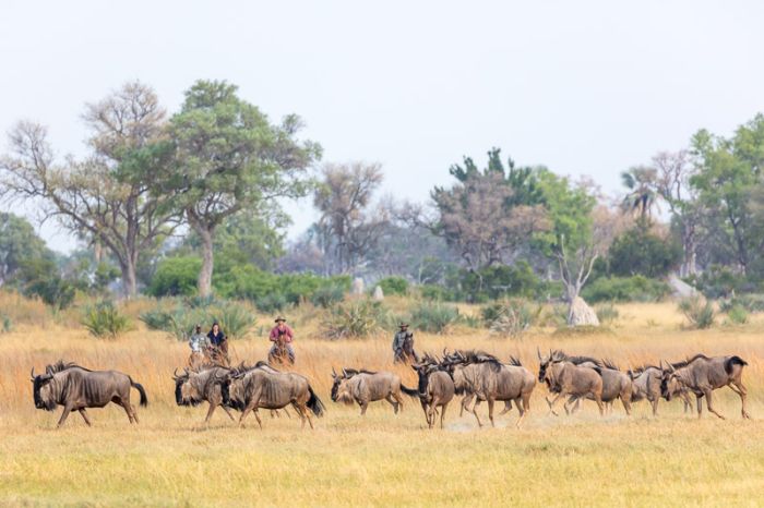 Best of Botswana - Kombi-Reitsafari Tuli und Okavango