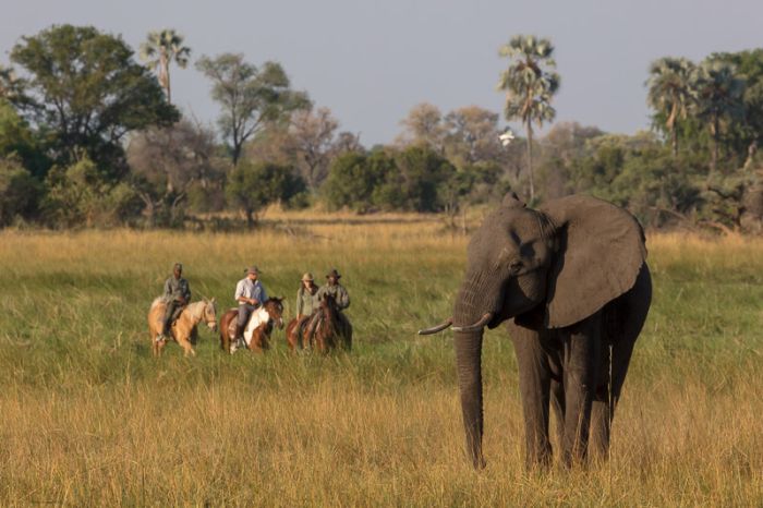 Best of Botswana - Kombi-Reitsafari Tuli und Okavango