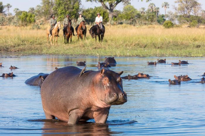 Best of Botswana - Kombi-Reitsafari Tuli und Okavango