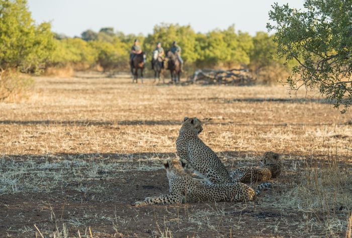 Best of Botswana - Kombi-Reitsafari Tuli und Okavango