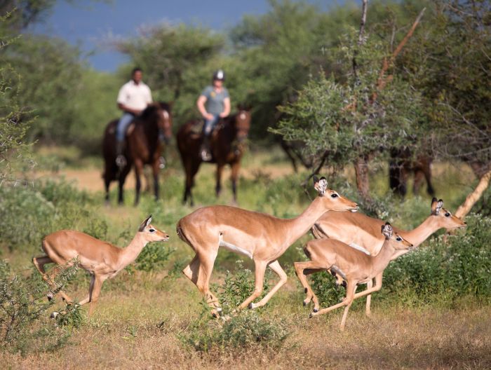 Best of Botswana - Kombi-Reitsafari Tuli und Okavango