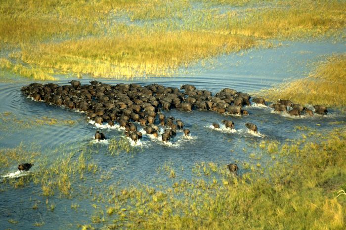 Best of Botswana - Kombi-Reitsafari Tuli und Okavango