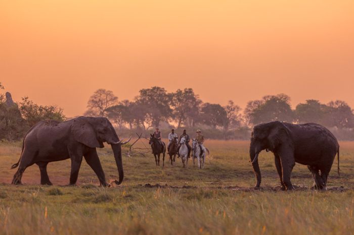 Best of Botswana - Kombi-Reitsafari Tuli und Okavango