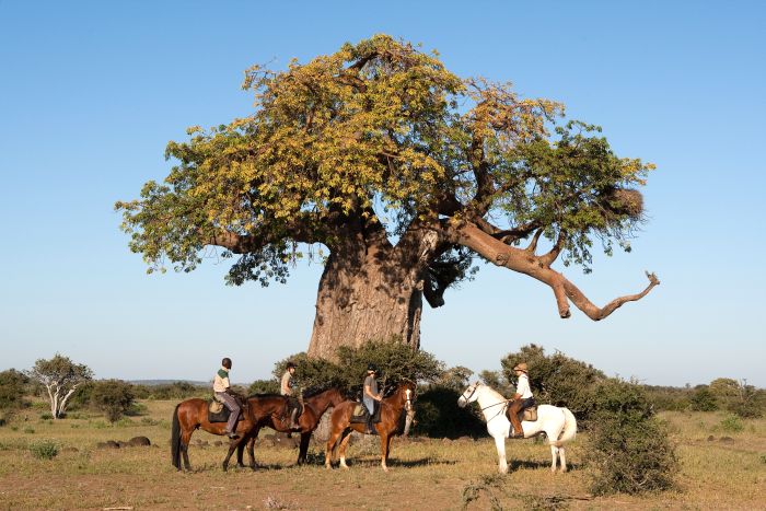 Best of Botswana - Kombi-Reitsafari Tuli und Okavango