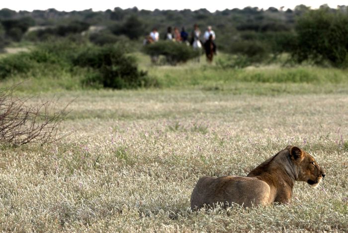 Best of Botswana - Kombi-Reitsafari Tuli und Okavango