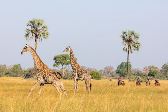 Best of Botswana - Kombi-Reitsafari Tuli und Okavango