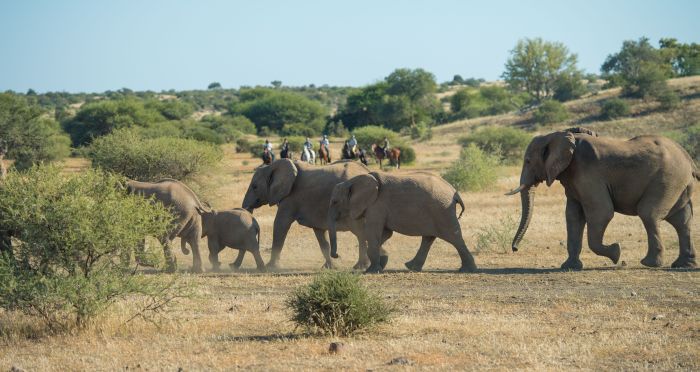 Countryside of the Giants - Tuli Riding Safari Botswana