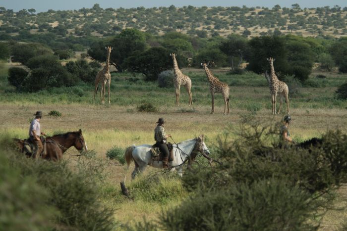 Countryside of the Giants - Tuli Riding Safari Botswana