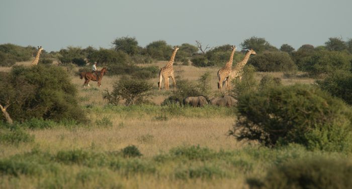 Countryside of the Giants - Tuli Riding Safari Botswana
