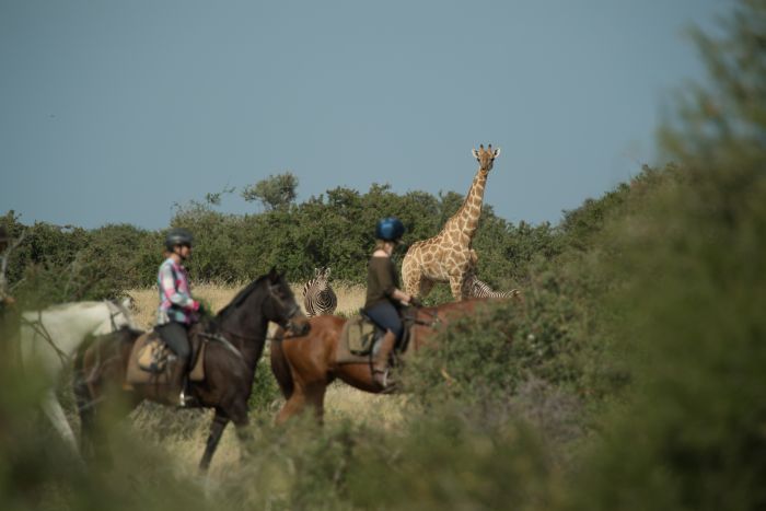 Countryside of the Giants - Tuli Riding Safari Botswana