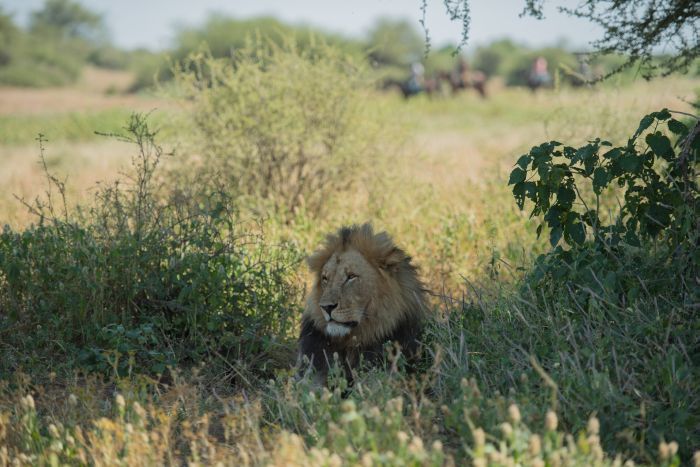 Countryside of the Giants - Tuli Riding Safari Botswana