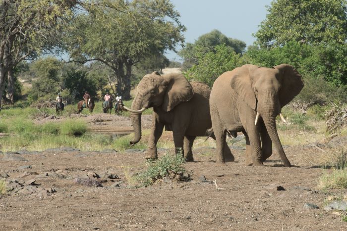 Countryside of the Giants - Tuli Riding Safari Botswana