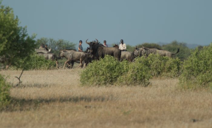Countryside of the Giants - Tuli Riding Safari Botswana