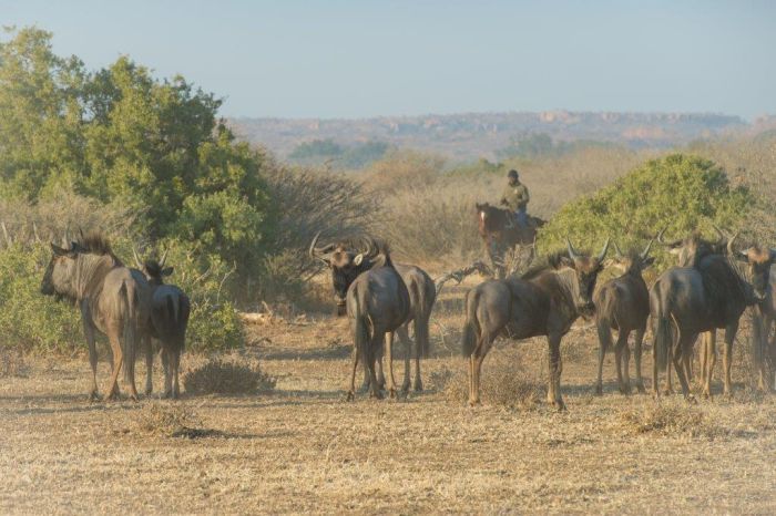 Countryside of the Giants - Tuli Riding Safari Botswana