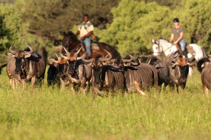 Countryside of the Giants - Tuli Riding Safari Botswana