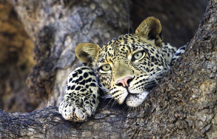 Countryside of the Giants - Tuli Riding Safari Botswana