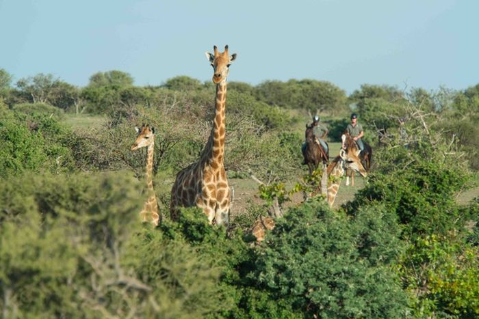 Countryside of the Giants - Tuli Riding Safari Botswana
