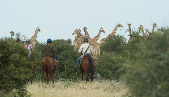 Countryside of the Giants - Tuli Riding Safari Botswana