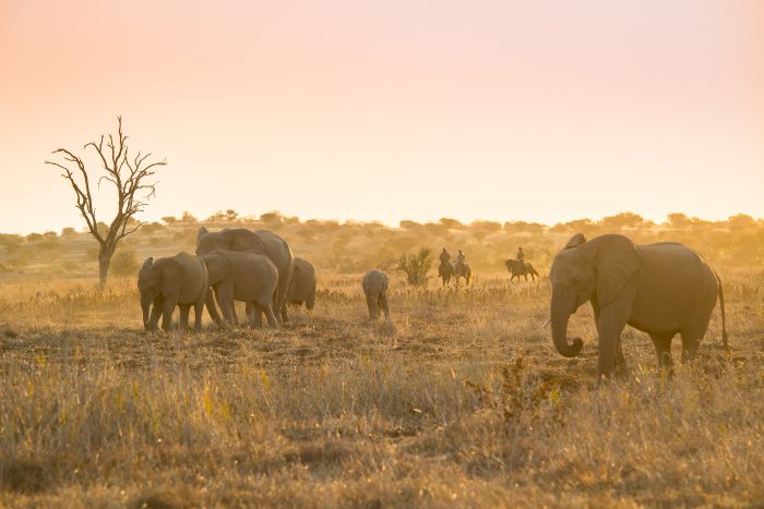 Countryside of the Giants - Tuli Riding Safari Botswana