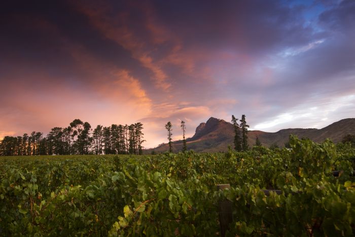 Wine tasting and riding holiday for connoisseurs at the Cape