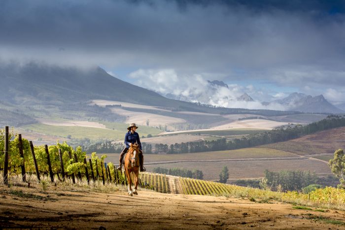 Wine tasting and riding holiday for connoisseurs at the Cape