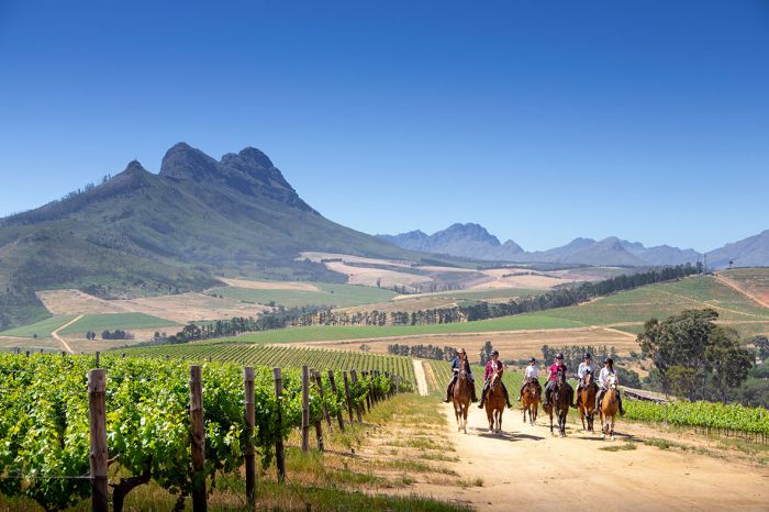 Wine tasting and riding holiday for connoisseurs at the Cape