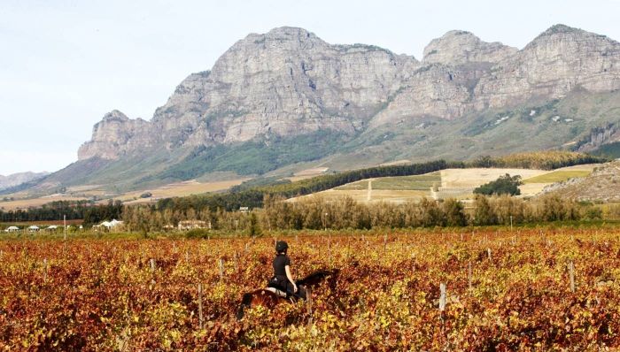 Wine tasting and riding holiday for connoisseurs at the Cape