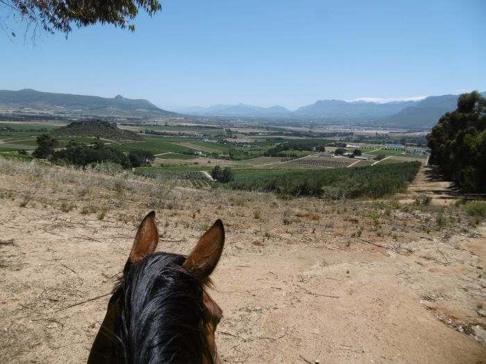 Wine tasting and riding holiday for connoisseurs at the Cape