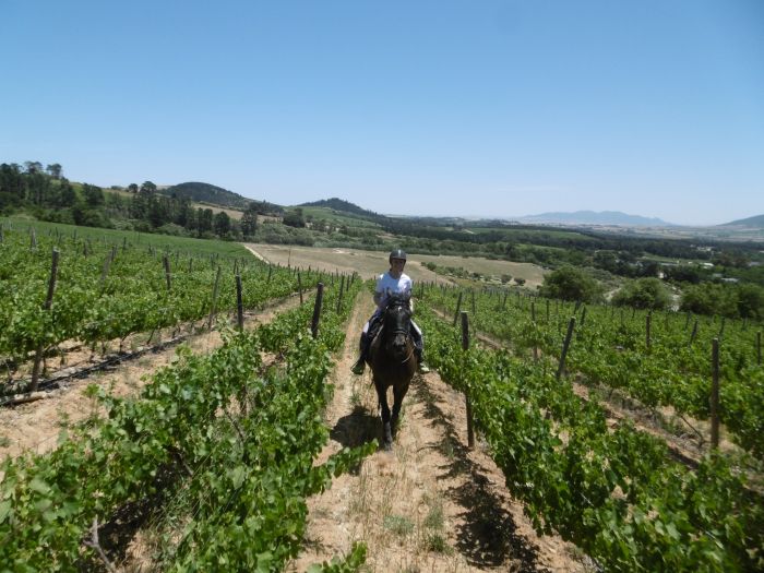 Wine tasting and riding holiday for connoisseurs at the Cape