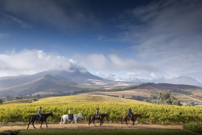 Wine tasting and riding holiday for connoisseurs at the Cape