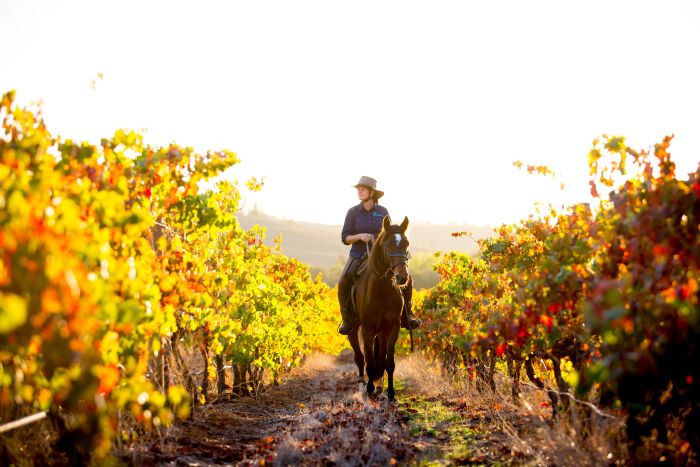 Wine tasting and riding holiday for connoisseurs at the Cape