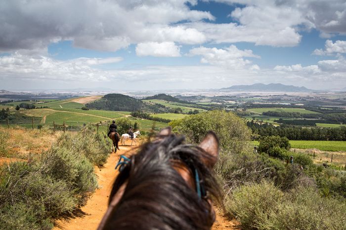 Wine tasting and riding holiday for connoisseurs at the Cape