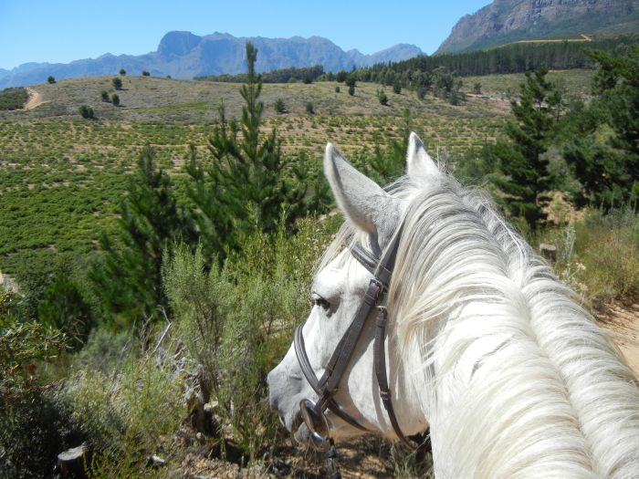 Wine tasting and riding holiday for connoisseurs at the Cape