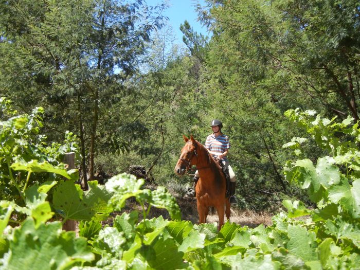 Wine tasting and riding holiday for connoisseurs at the Cape