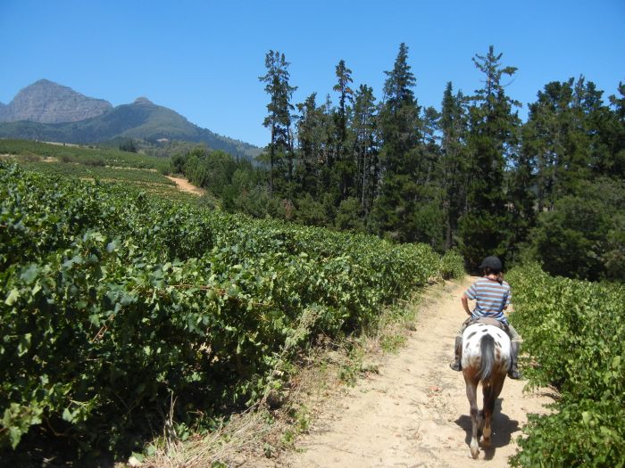 Wine tasting and riding holiday for connoisseurs at the Cape