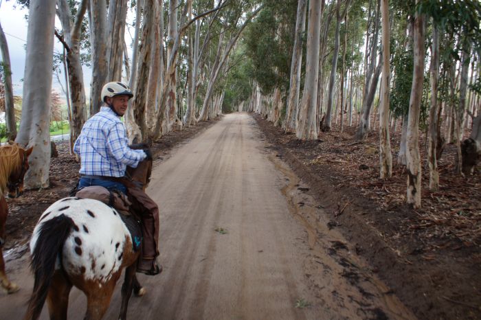 Wine tasting and riding holiday for connoisseurs at the Cape