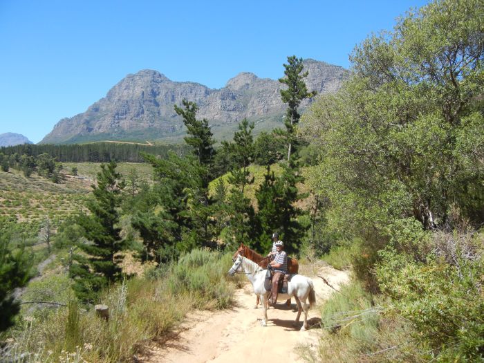 Wine tasting and riding holiday for connoisseurs at the Cape