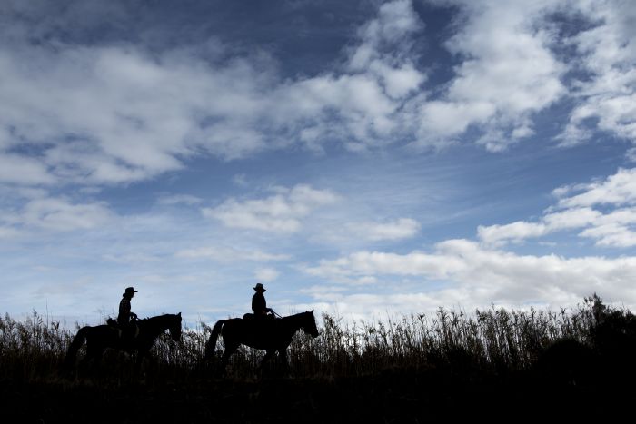 Wine tasting and riding holiday for connoisseurs at the Cape