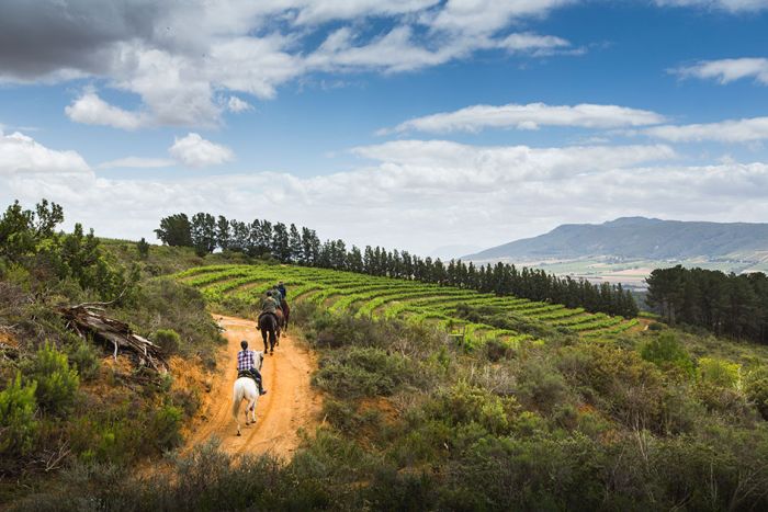 Wine tasting and riding holiday for connoisseurs at the Cape