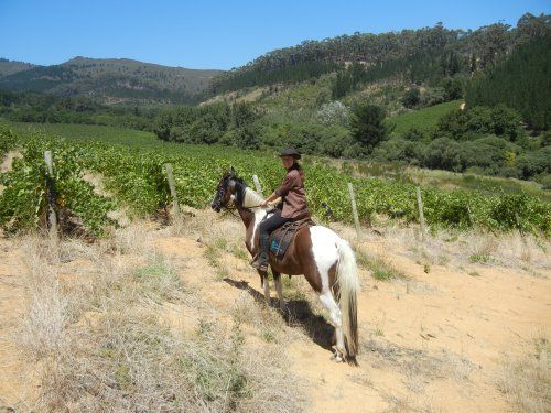Gourmet and Wine Ride