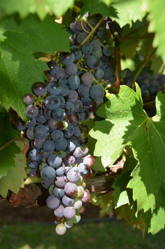 Gourmet and Wine Ride