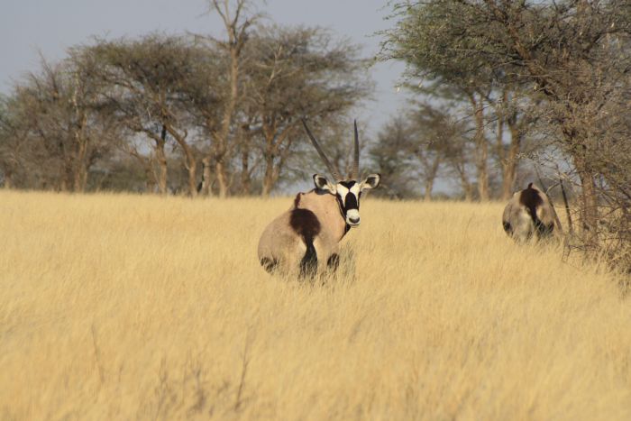 Wilderness Riding Safari on the Edge od the Kalahari