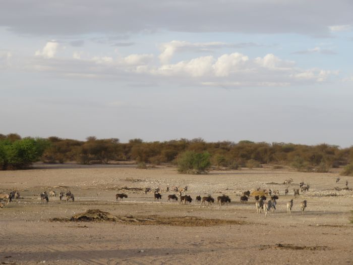 Wilderness Riding Safari on the Edge od the Kalahari