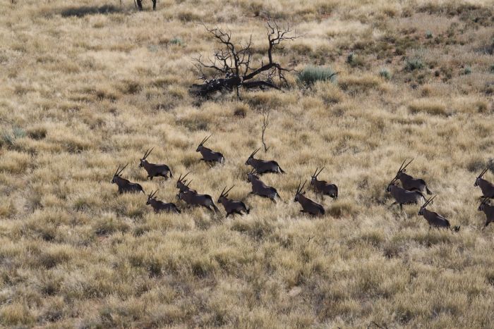 Wilderness Riding Safari on the Edge od the Kalahari