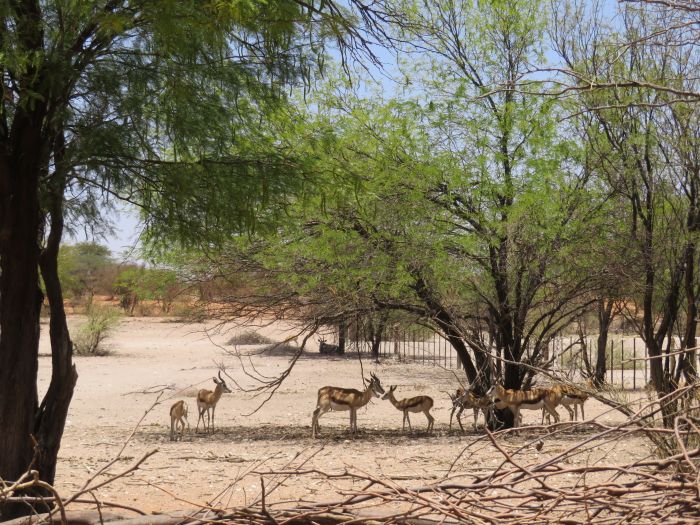 Wilderness Riding Safari on the Edge od the Kalahari