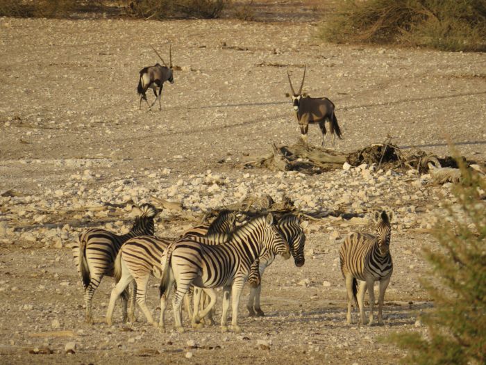 Wilderness Riding Safari on the Edge od the Kalahari