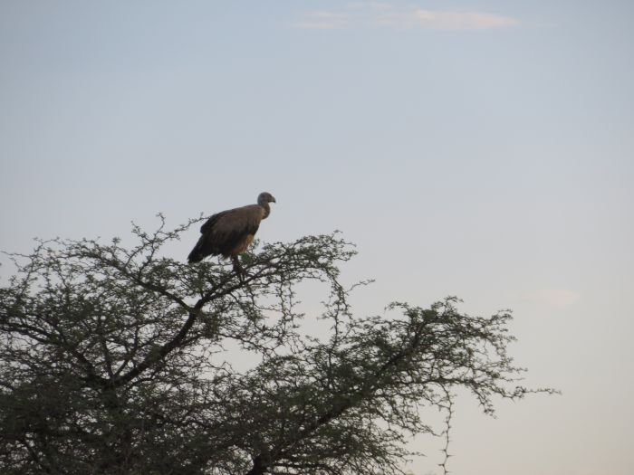Wilderness Riding Safari on the Edge od the Kalahari