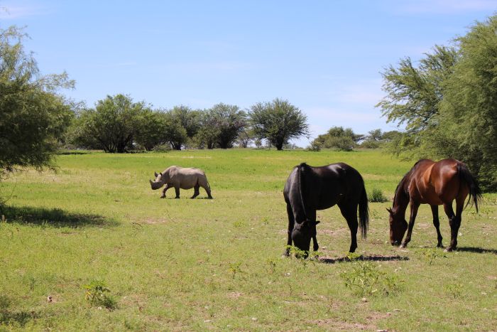 Wilderness Riding Safari on the Edge od the Kalahari