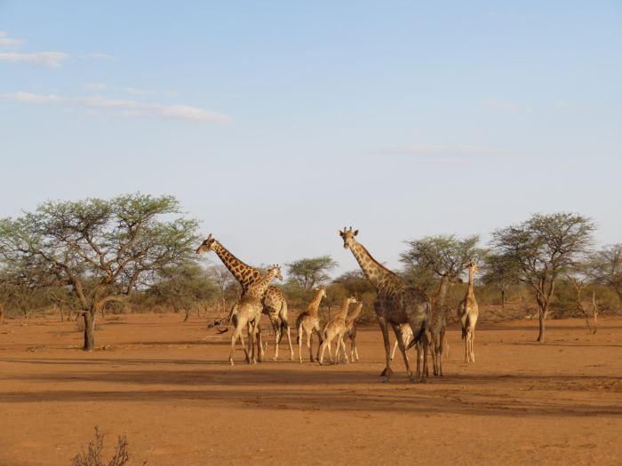 Wilderness Riding Safari on the Edge od the Kalahari